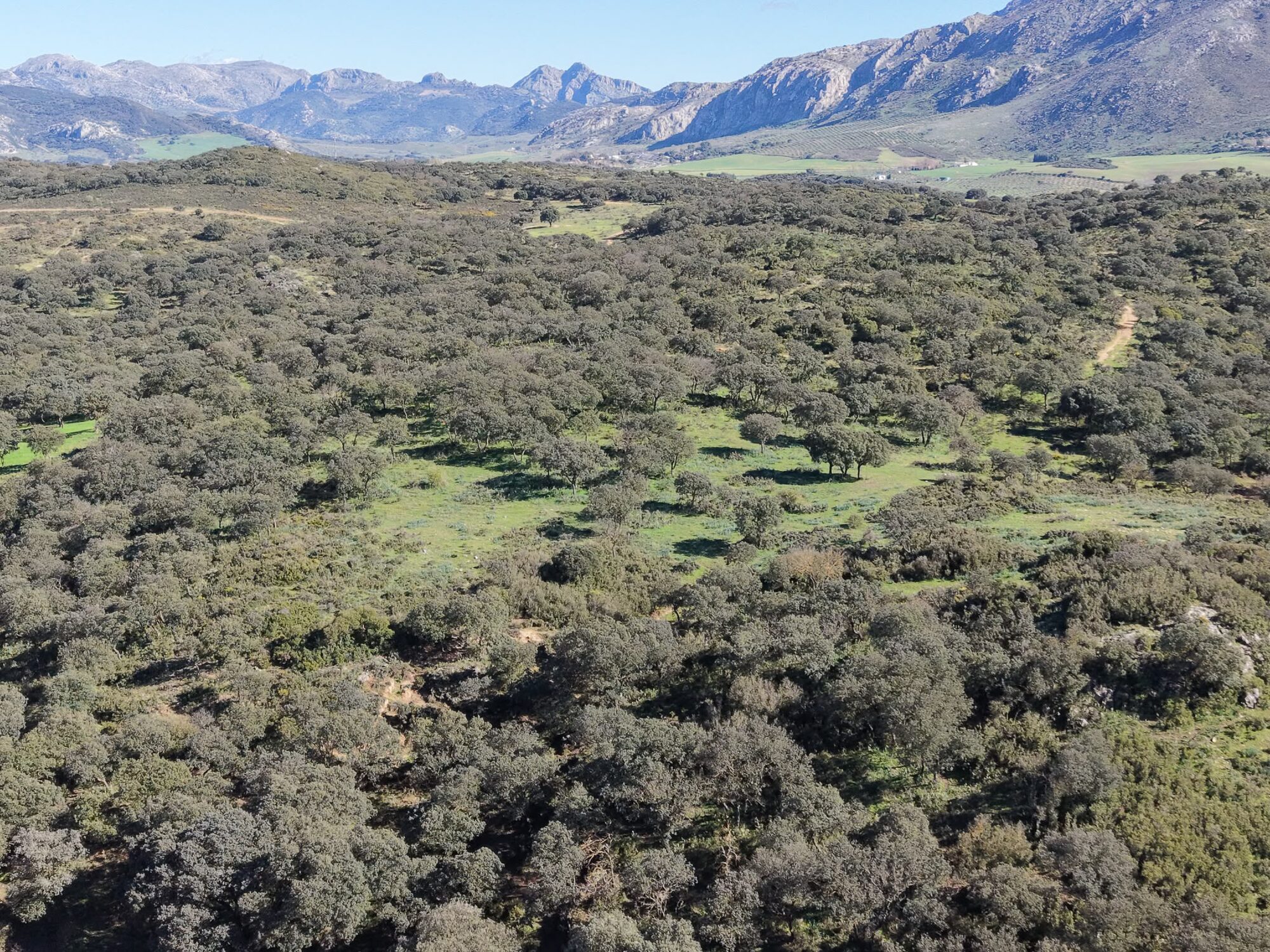Rolling oak dehesa at La Toro Estate with the sierra rising behind